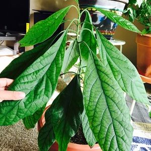 Meet your Posher, Sagnithe